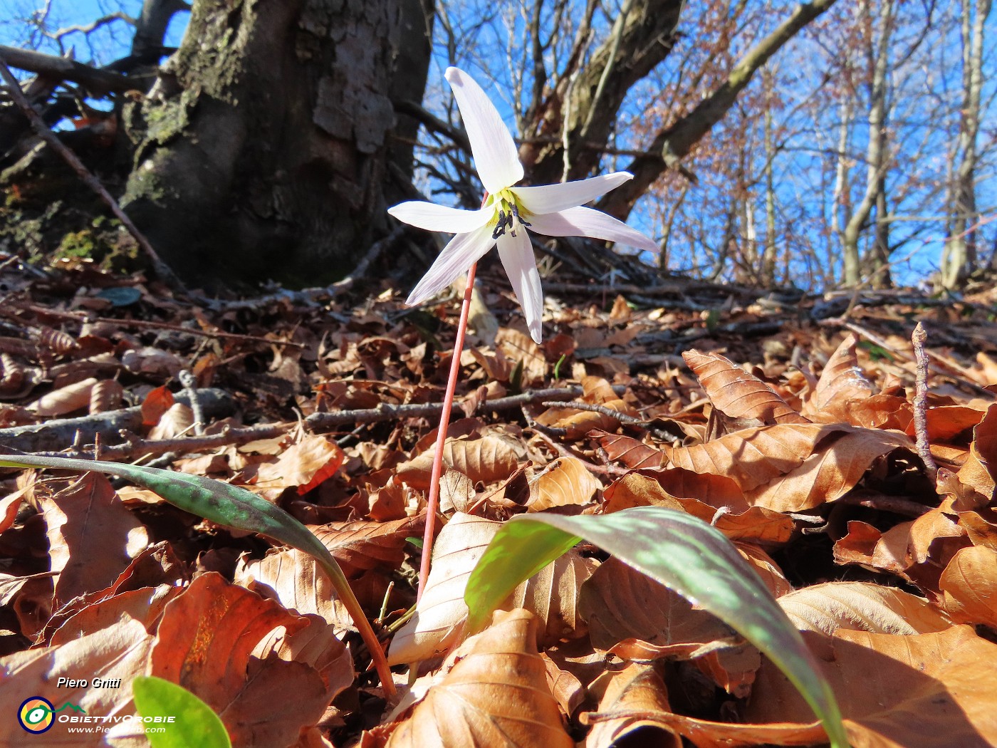 31 Erythronium dens-canis (Dente di cane).JPG